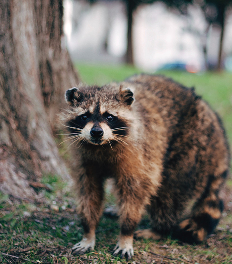 Raccoon removal in Ottawa for attic and roof protection