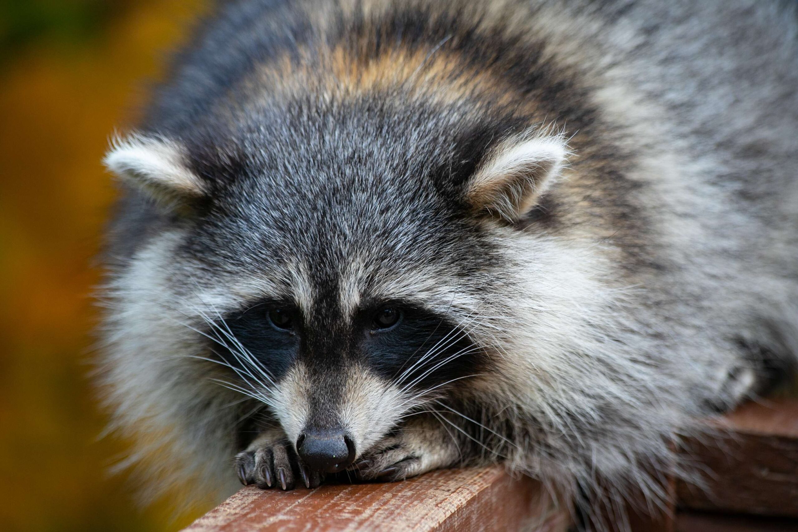 The hidden dangers of delaying raccoon removal from attic in Gatineau