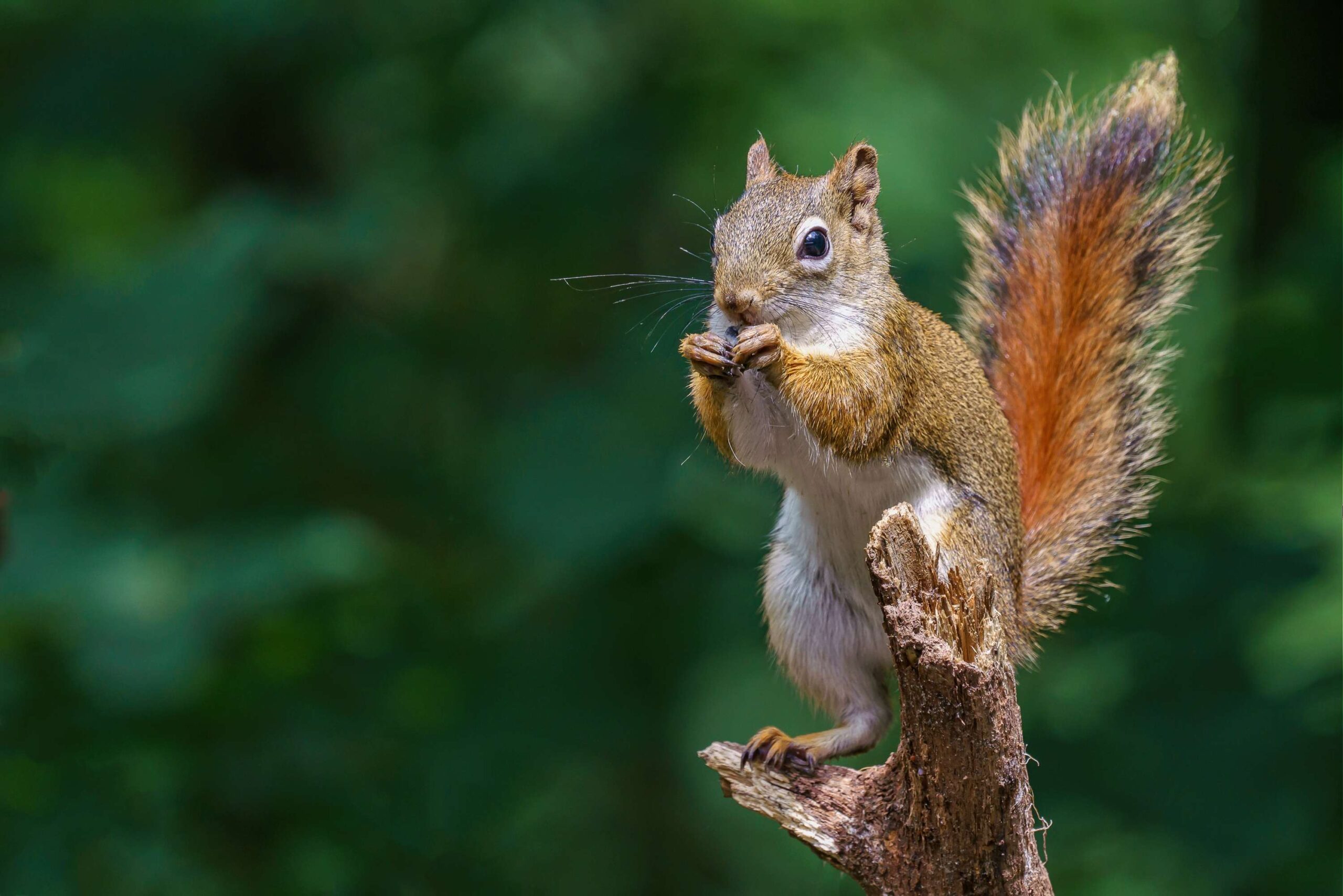 How to get rid of squirrels in the attic without causing damage