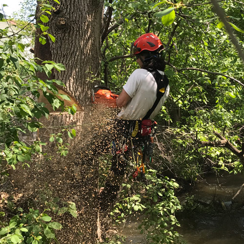 Peut-on faire un émondage d’arbre soi-même ?